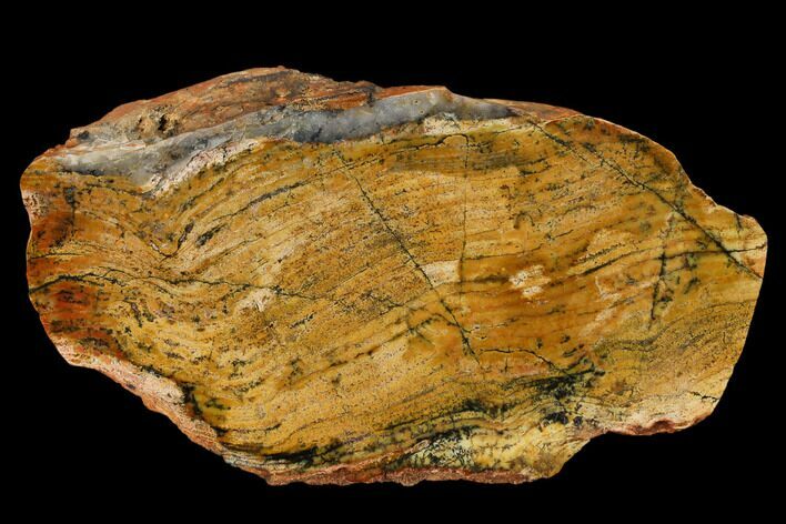 Polished Strelley Pool Stromatolite - Billion Years Old #150687